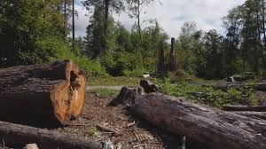 Best Tree Risk Assessment  in Jamul, CA