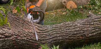 Best Tree Disease Treatment  in Jamul, CA