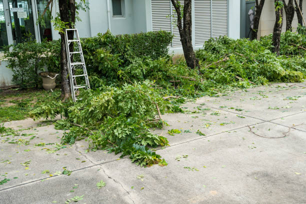 Best Organic Lawn Care Solutions  in Jamul, CA