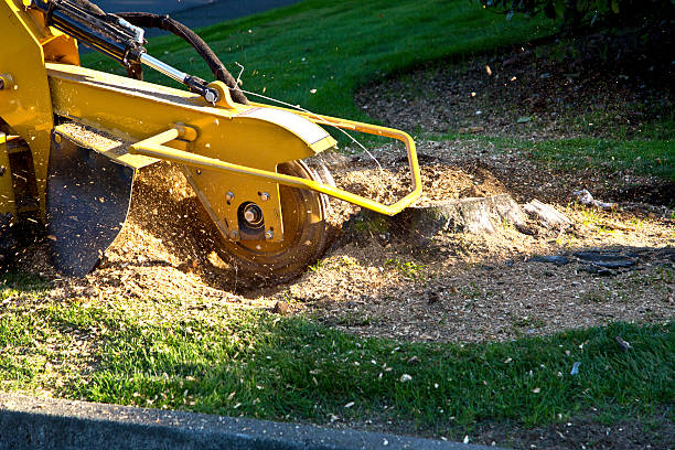Best Palm Tree Trimming  in Jamul, CA