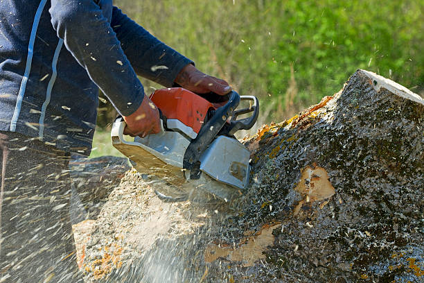 Best Tree Cabling and Bracing  in Jamul, CA
